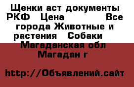 Щенки аст документы РКФ › Цена ­ 15 000 - Все города Животные и растения » Собаки   . Магаданская обл.,Магадан г.